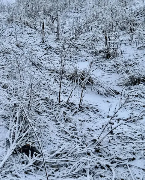 Kış manzarası, karla kaplı çimenler