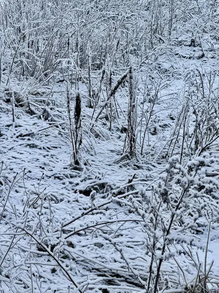 Kış manzarası, karla kaplı çimenler