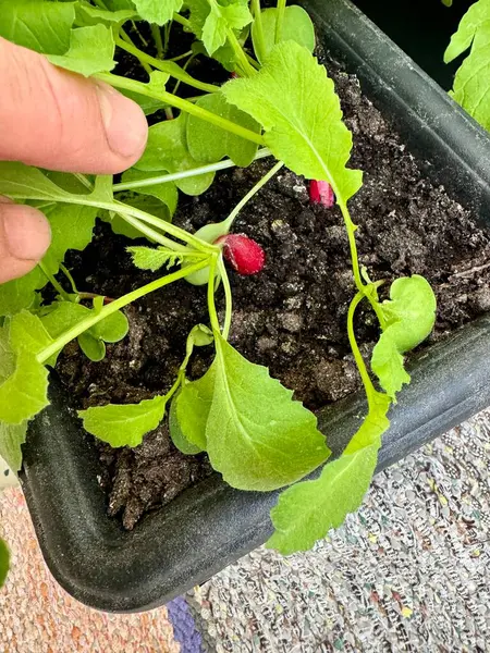 Bahçedeki genç kadın.