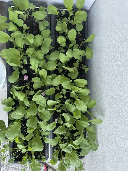 Bahçede yeşil yapraklar