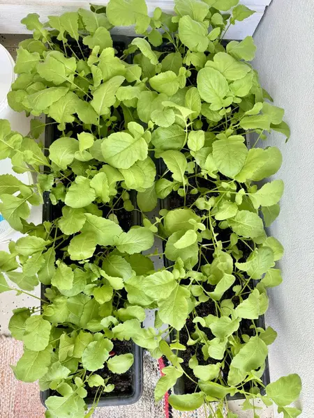 Bahçedeki yeşil bitki