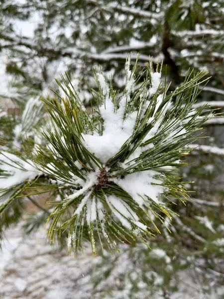 Çam dalı karla kaplı.