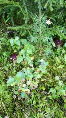 Ormanda yeşil yapraklar