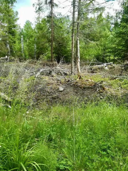 Yeşil bir ormanın güzel bir görüntüsü