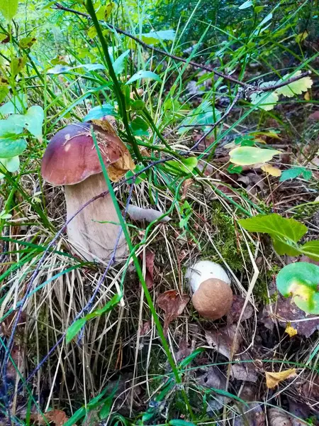 Ağaç gövdesinde mantar