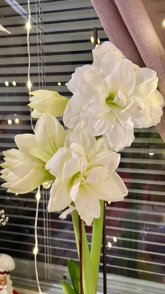 Bahçedeki güzel çiçekler