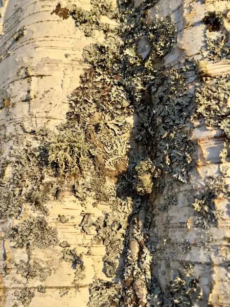 Gün ışığında huş ağacı kabuğu