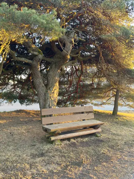 Şehir parkındaki ağaçlar ve banklar