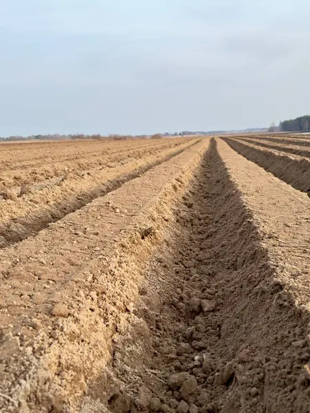 Baharda buğday tarlası
