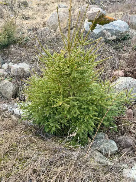 Bahçede yeşil yosun