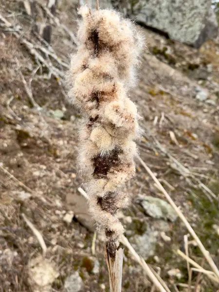 Doğanın güzel manzarası
