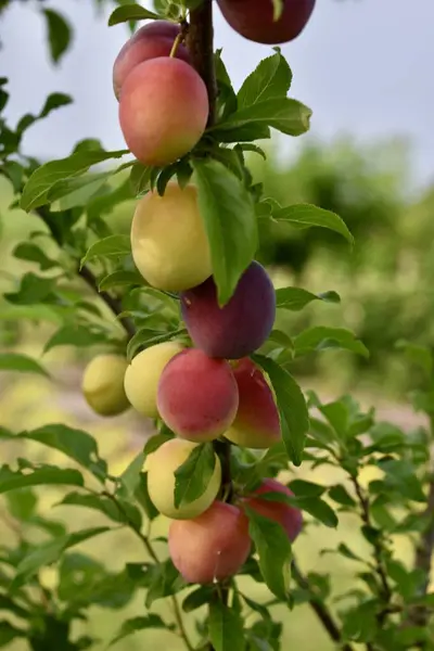  Yaz bahçesindeki bir ağaç dalında olgunlaşan sulu, renkli erikler. Doğal ve organik meyveler, sağlıklı beslenmeyi ve bol miktarda hasat almayı sembolize eder..
