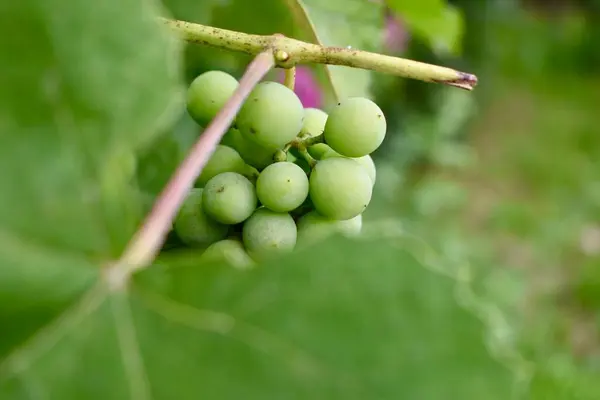 Bahçedeki Üzümü Kapat