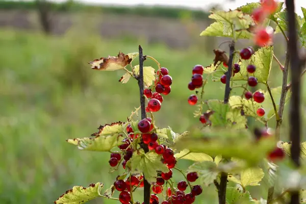 Bahçedeki ağaçta kırmızı meyveler
