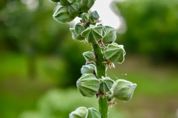 Çiçek tomurcuklarıyla gülhaçı sapının makro fotoğrafı