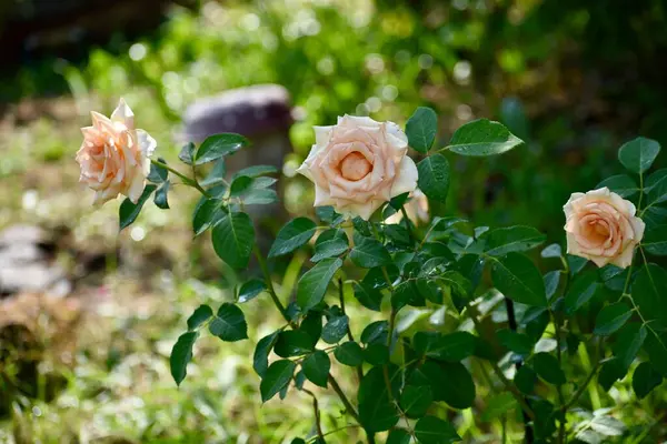 Bahçedeki güzel çiçekler