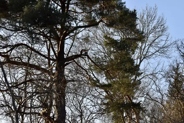 Ormanın güzel manzarası