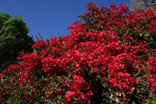 Bu güzel çiçekler, mavi gökyüzünün arka planında güzelliklerini ve kokularını tatmin ediyor..