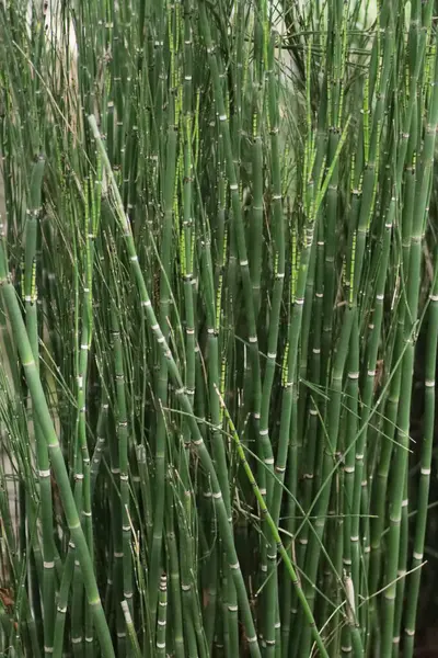 Valencia 'daki botanik bahçesinde genç bambu