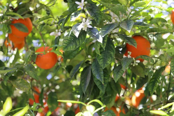 İspanya 'da parlak güneşin altında portakal ağaçları