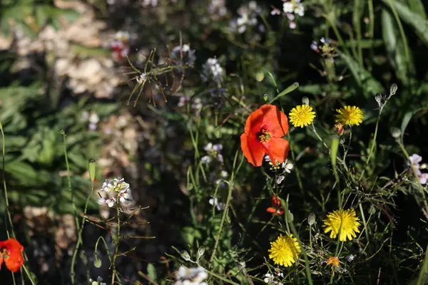 Fotoğraf, doğal bir ortamda canlı ve renkli kır çiçeklerini gösteriyor. Ön planda, parlak kırmızı bir gelincik belirgin bir şekilde sarı karahindiba ve küçük beyaz çiçeklerin karışımı arasında duruyor..