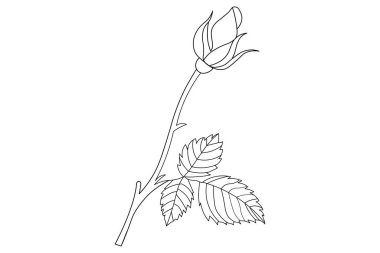  Gül çiçeği makas vektör illüstrasyon tasarımının sürekli bir çizimi