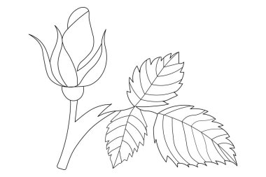  Gül çiçeği makas vektör illüstrasyon tasarımının sürekli bir çizimi