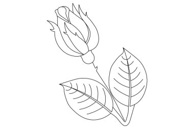  Gül çiçeği makas vektör illüstrasyon tasarımının sürekli bir çizimi