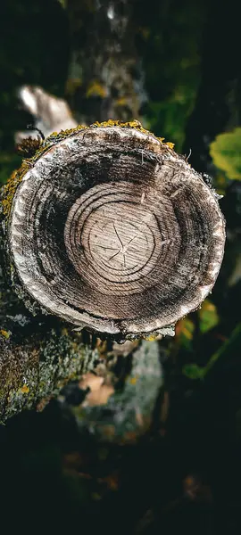 Koyu arkaplanda kahverengi-gri tonlarda bir ağaç kesimi. Ağacın yaş halkaları.