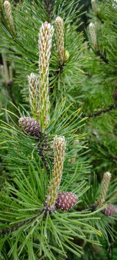 Genç filizleri ve küçük konileri olan yeşil çam iğneleri..