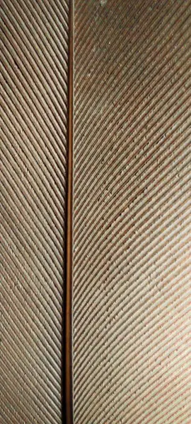 Kuş tüyü kahverengi tonda yakın plan..