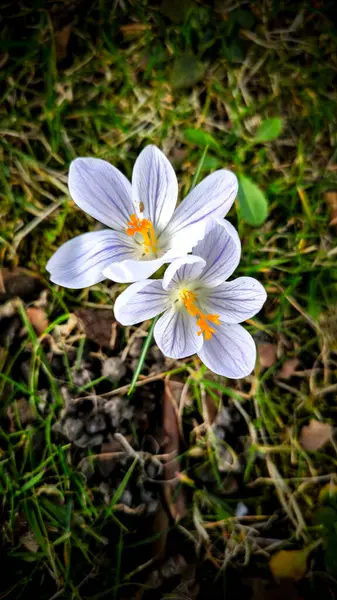 İki beyaz timsah, mor damarlı ve turuncu erkekli. Arka planda bahar otları ve geçen yılın yaprakları var. İlk bahar çiçekleri.