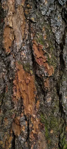 Ağaç kabuğu numarası 1. Koyu gri-kahverengi-yeşil renkli ağaç kabuğu. Çam kabuğu koyu renkli Makro.
