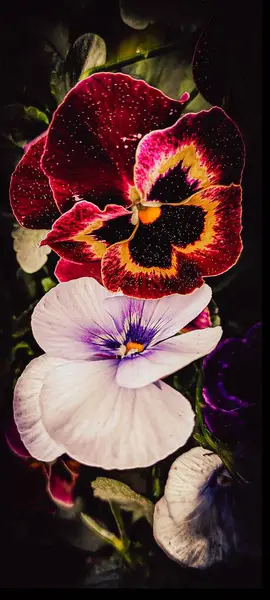 Karanlık bir arka planda iki nonoş yakın plan. Beyaz-mor ve koyu arkaplanda turuncu-siyah nonoş. Makro.