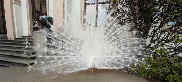Waldstein Parkı 'nda beyaz bir tavus kuşu kuyruğunu gösteriyor. Arka planda gökyüzünün görünür olduğu bir pencere var. Geniş yapraklı ve geniş merdivenli bir çalı..
