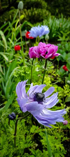 Yeşil yapraklı arka planda mor ve pembe şakayık çiçekleri.
