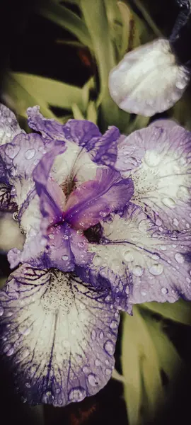 Mor ve beyaz süsen çiçekleri ve yağmur damlaları. İris çiçeği makrosu. Siyah arka planda yeşil yapraklı mor ve beyaz iris çiçeği. Arkaplan, resim, dekor için uygun.