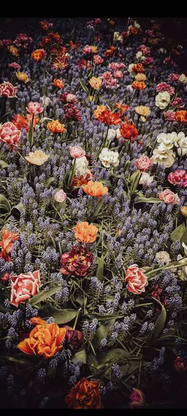 Narin muscari çiçeklerinin arasında çok renkli laleler. Karanlık versiyon.