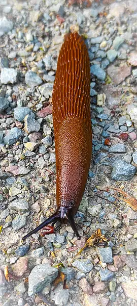 Mavi-gri moloz üzerinde İspanyol sümüklüböceği. İspanyol sümüklü böcek yakın çekim.