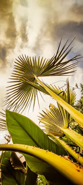 Hardal yeşili tonlarda palmiyeler bulutlu gökyüzüne uzanıyor.