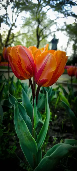 Parkta turuncu-kırmızı laleler.