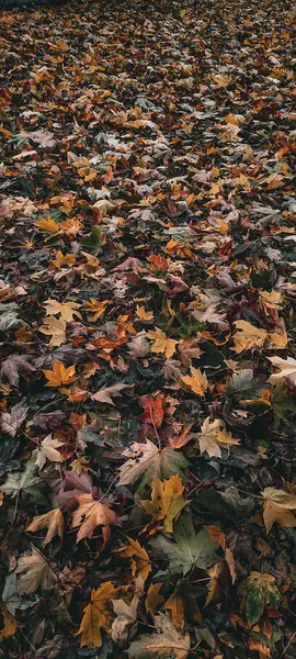 Düşmüş çok renkli akçaağaç yaprakları. Düşen sonbahar yaprakları.