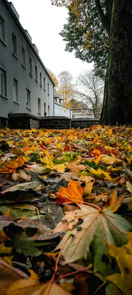 Kentsel sonbahar manzarası. Ön planda renkli akçaağaç yaprakları var. Arka planda - evler ve ağaçlar.