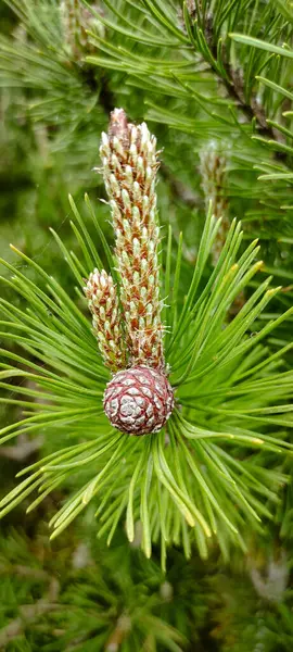 Küçük bir koni ve iki filizli bir çam dalı. Yeşil çam iğneleri ve kahverengi küçük koni.