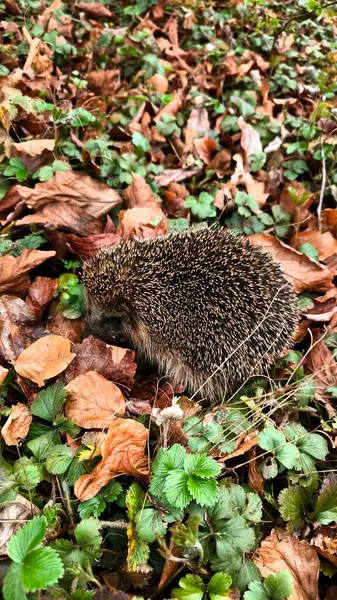 Genç yabani çilekler arasında bir kirpi geçen yıl düşen yaprakların arka planına doğru filizleniyor.