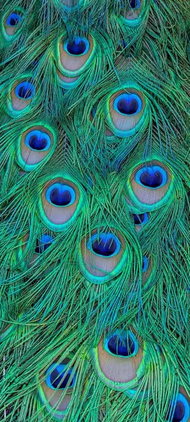 Şatafatlı tavus kuşu kuyruğu # 1.