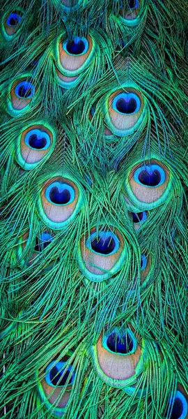 Lüks tavus kuşu kuyruğu # 2 'ye yakın çekim.