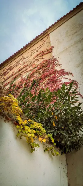 Binanın dış duvarındaki bitkiler. Gökyüzünün arka planına karşı binanın duvarı kırmızı, yeşil ve sarı renkli bitkilerle kaplı..