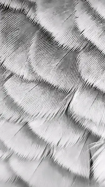 Jako papağanının gri tüylerine yakın çekim.