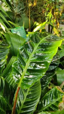 Su, tropik bir seradaki büyük yeşil kalathea yapraklarına damlar..
